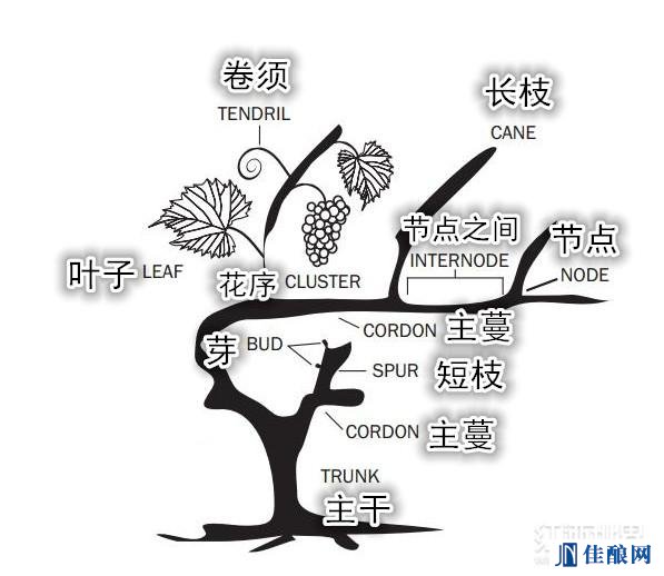 原来一棵葡萄树是这样组成的